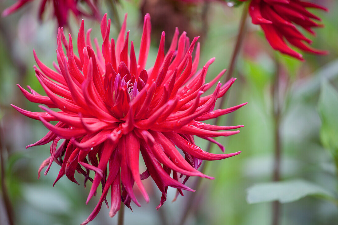 Dahlia Cactus, red