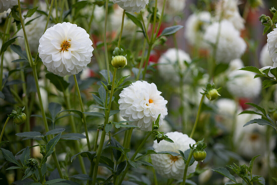 Dahlia (orchideenblütig)