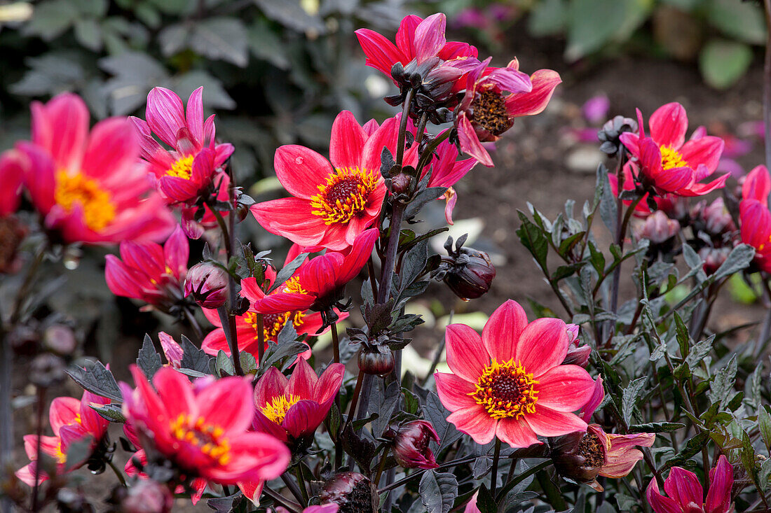 Dahlia collarette