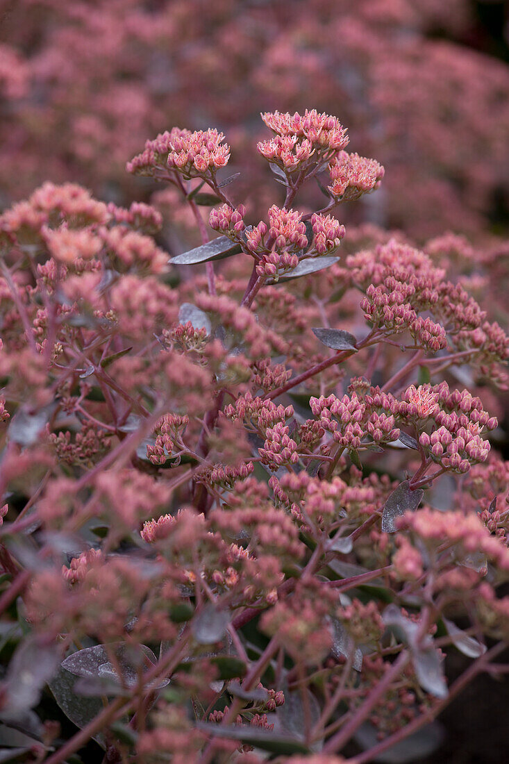 Sedum telephium Touchdown Breeze