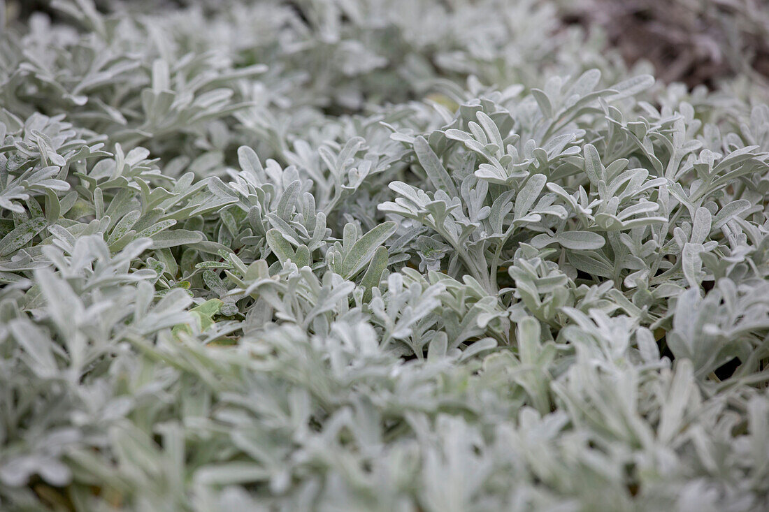 Artemisia stelleriana 'Silver Brocade'
