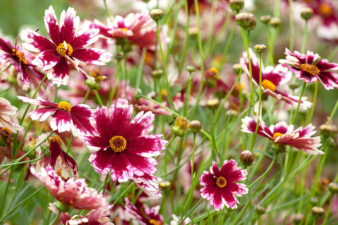 Gaillardia x grandiflora