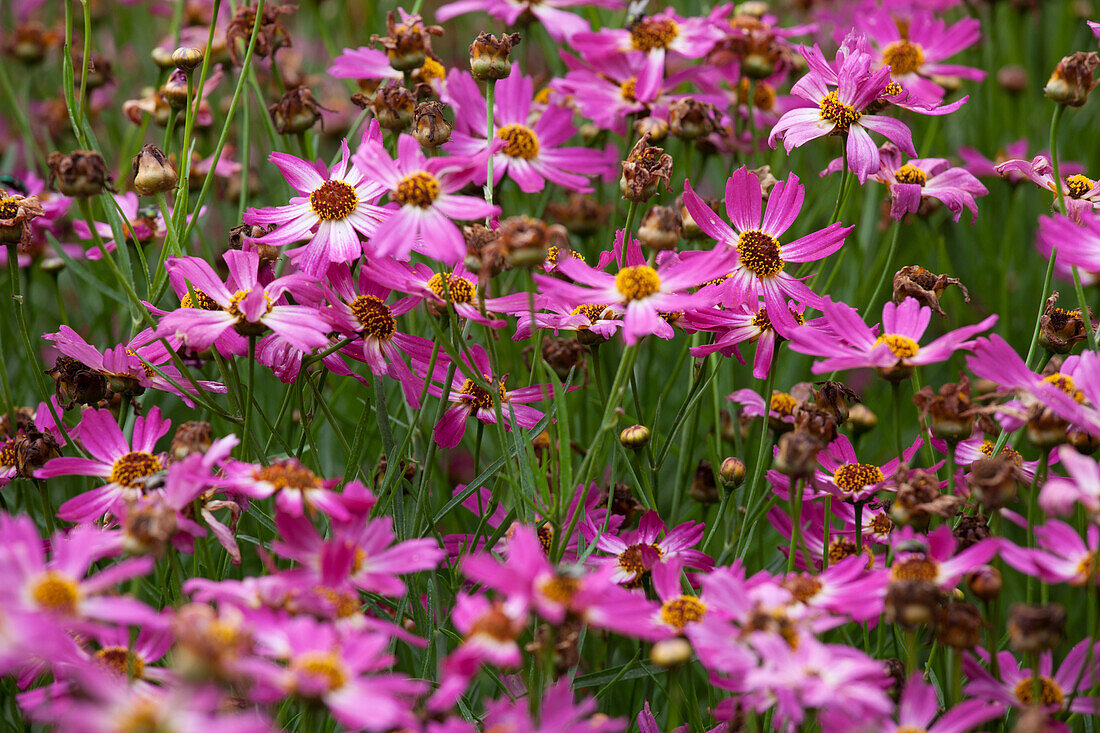 Gaillardia x Pink Sapphire