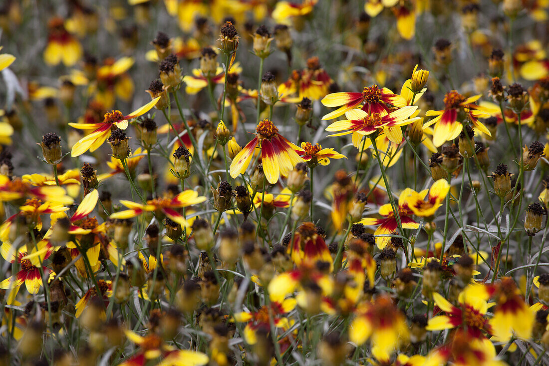 Gaillardia x Bengal Tiger