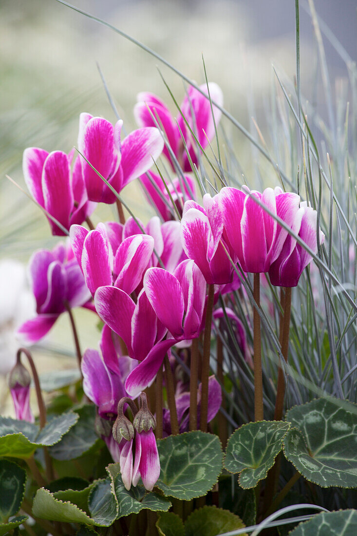 Cyclamen persicum, pink