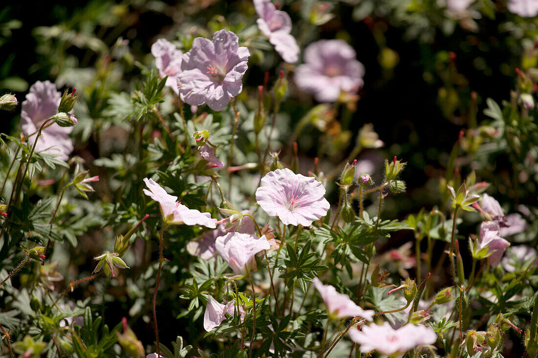 Geranium sanguineum var. striatum