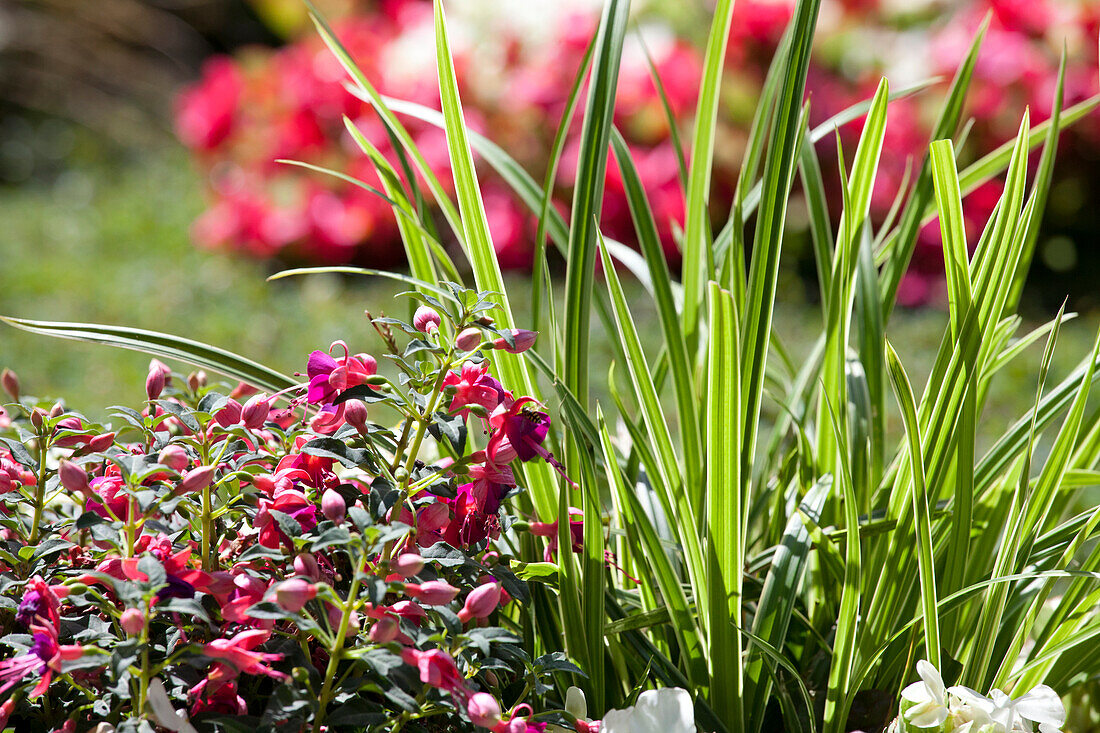 Burial planting with fuchsia and grasses