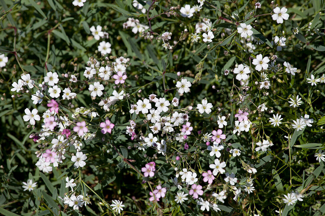 Gypsophila repens Rosea