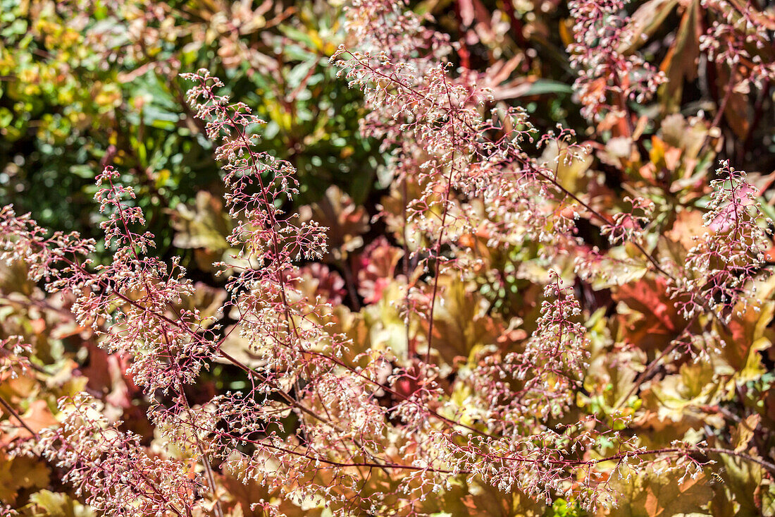 Heuchera