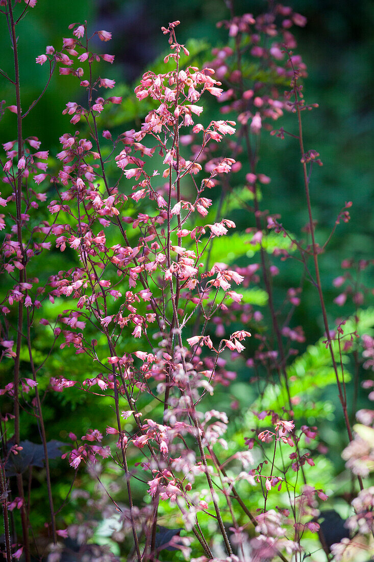 Heuchera micrantha 'Regina'