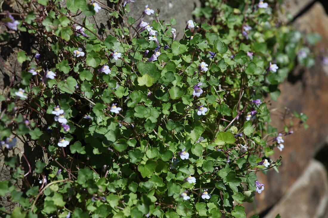 Wall planting