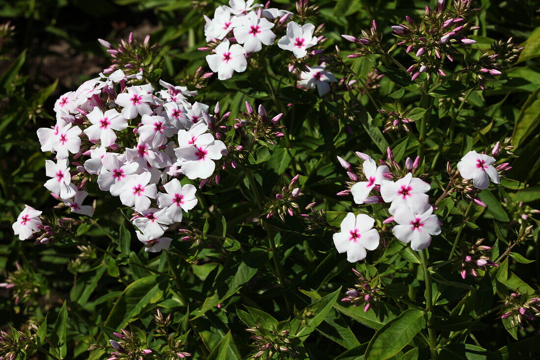 Phlox paniculata 'White Eye Flame'