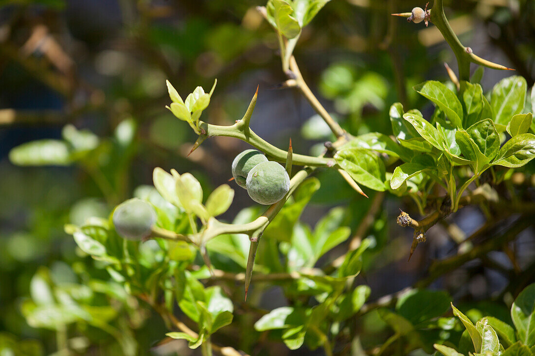 Poncirus trifoliata