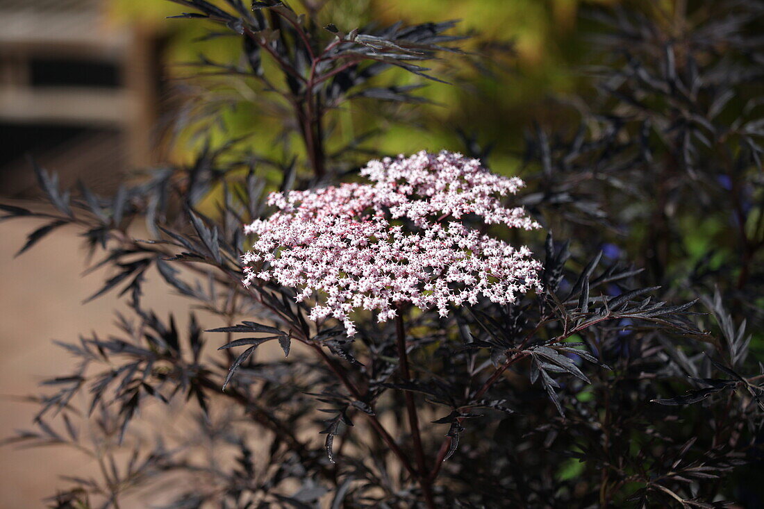 Sambucus nigra 'Black Lace'