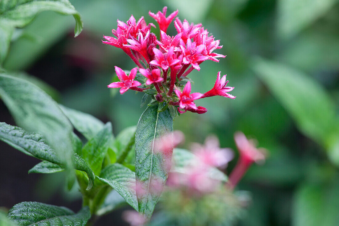 Pentas lanceolata 'Rocket'