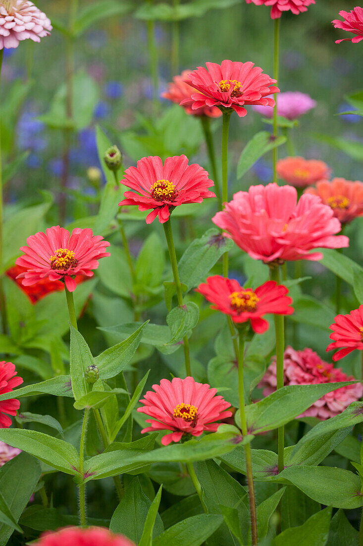 Zinnia elegans