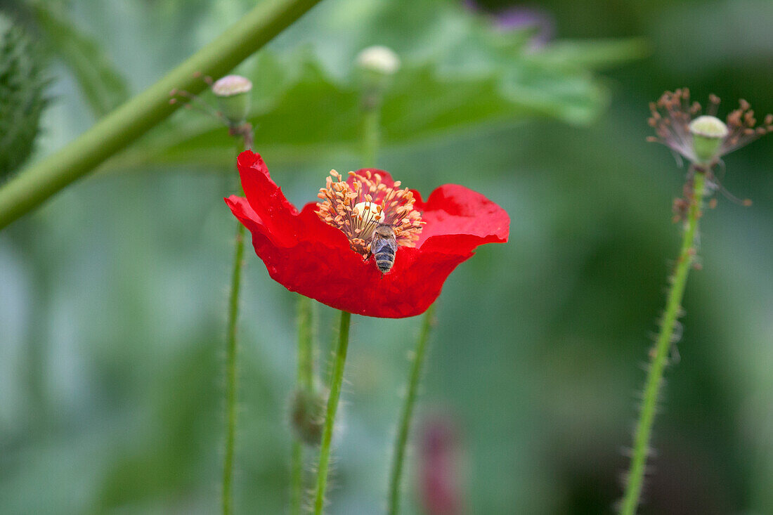 Papaver rhoeas 'von Reconvilier' (from Reconvilier)