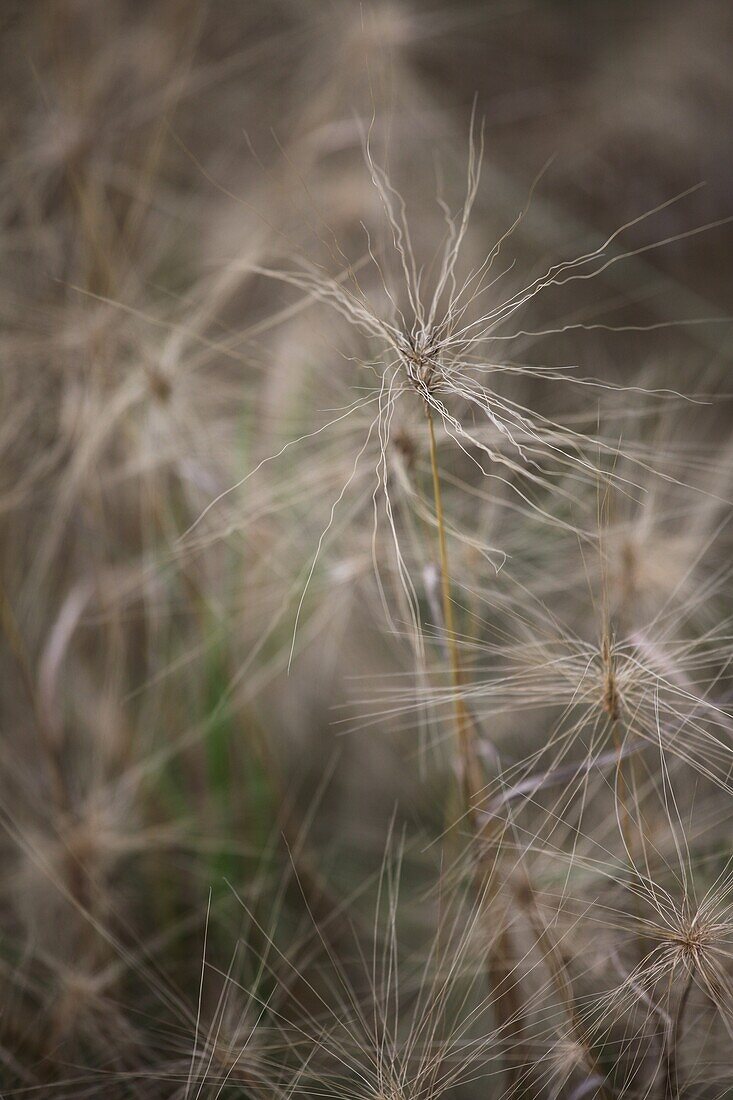 Hordeum jubatum, Maehnen barley