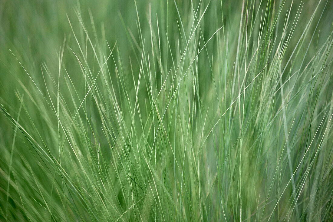 Stipa tenuissima 'Ponytails