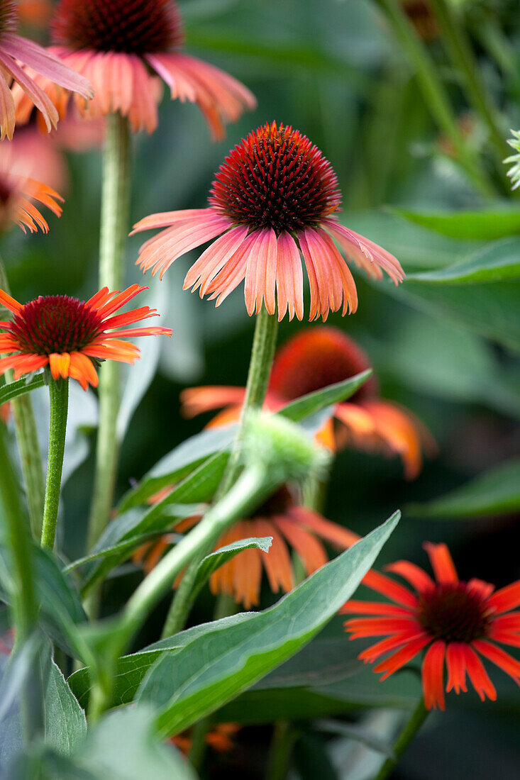 Echinacea purpurea