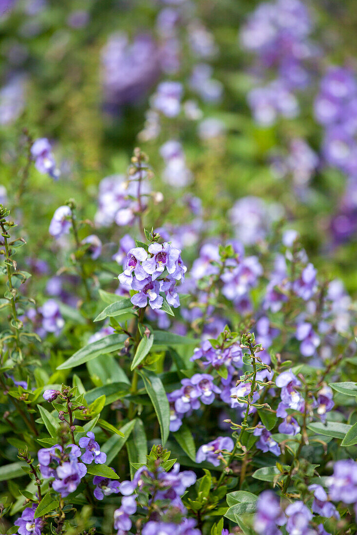 Angelonia angustifolia 'Serenita® Sky Blue'