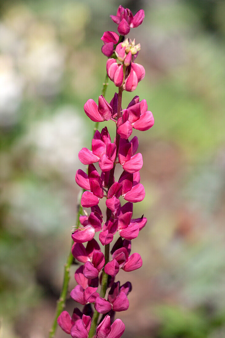 Lupinus polyphyllus 'Nanus Gallery'