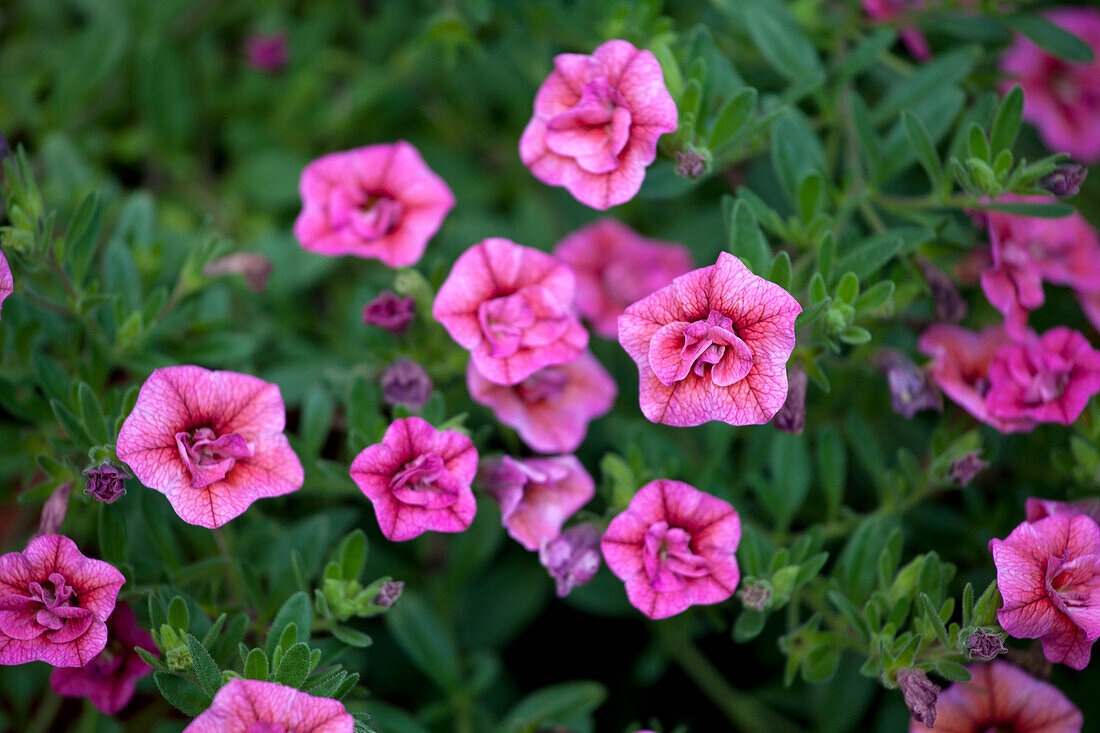 Calibrachoa 'Sweet Bells Double Coral'