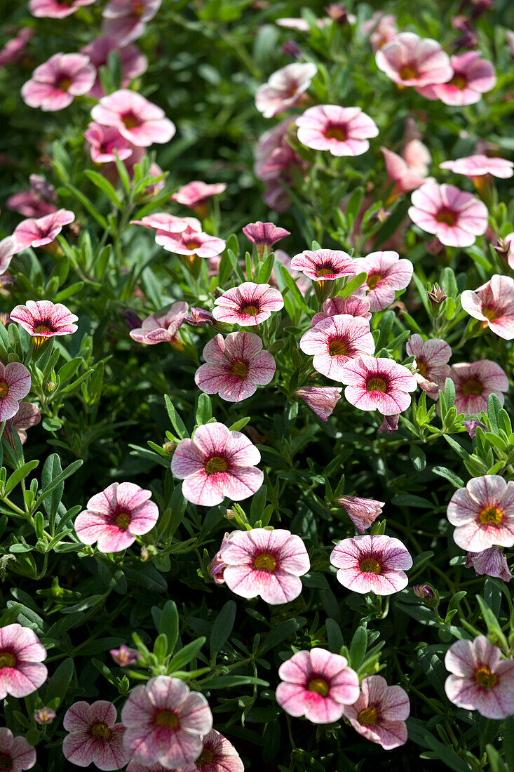 Calibrachoa 'Sweet Bells' Strawberry Cream