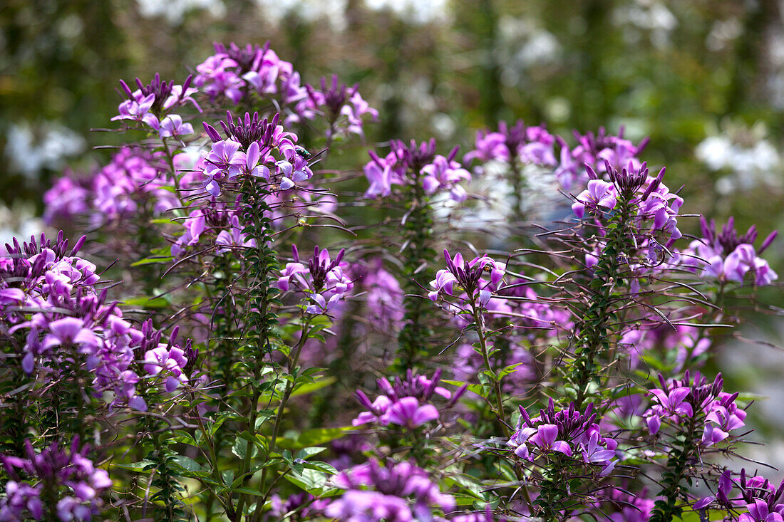 Cleome 'Señorita Rosalita'(s)