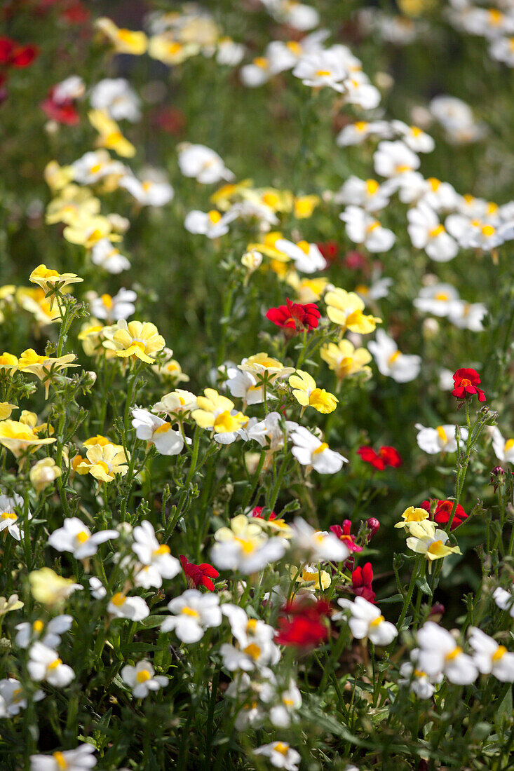 Nemesia 'Neminio'® Trio'