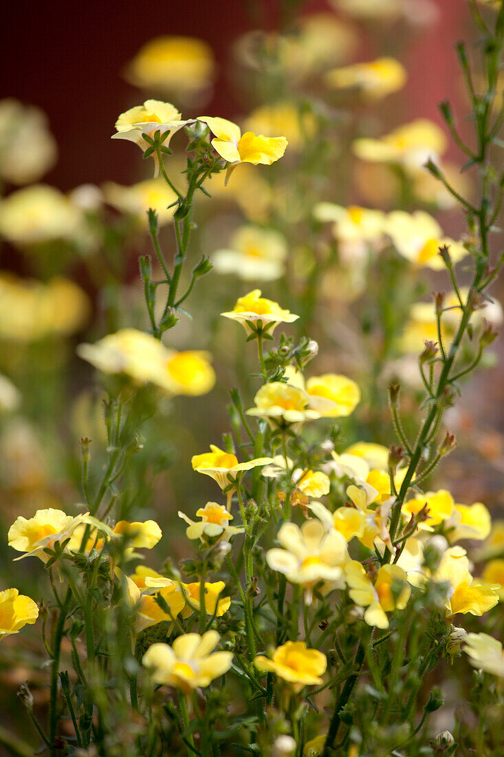 Nemesia hybrida 'Neminio Yellow'