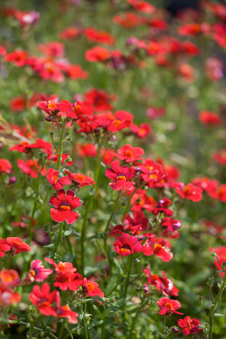 Nemesia SUNSATIA PLUS 'Granada'(s)