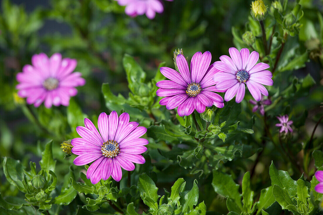 Osteospermum ecklonis Cape Daisy Eye Catcher Purple