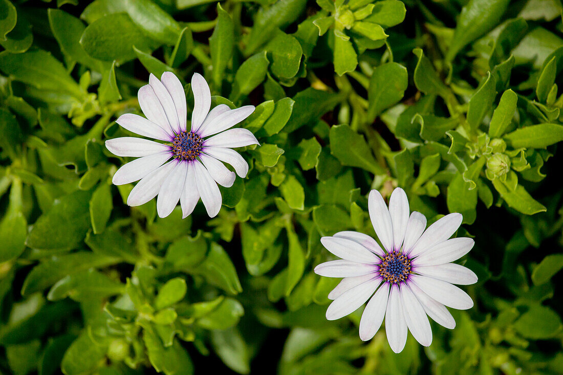 Osteospermum ecklonis Osticade™ White Blush