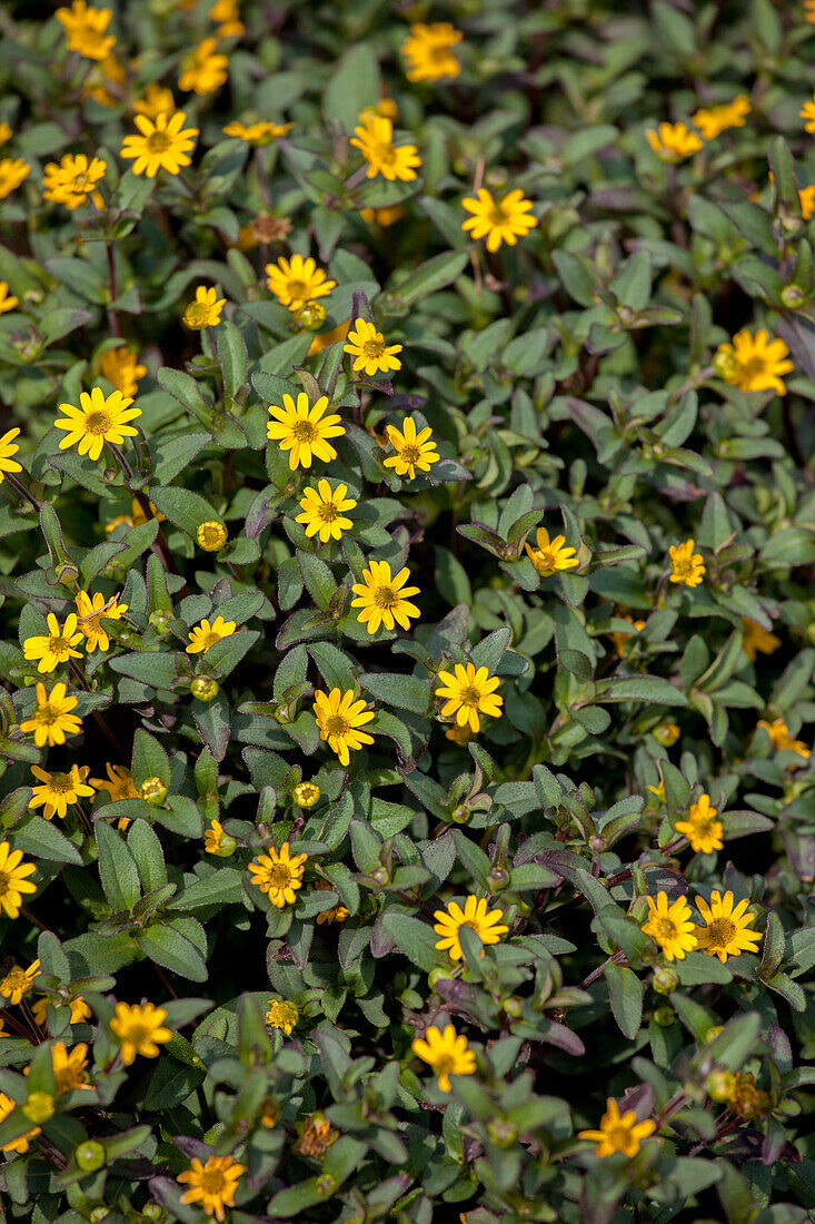 Sanvitalia procumbens Superbini