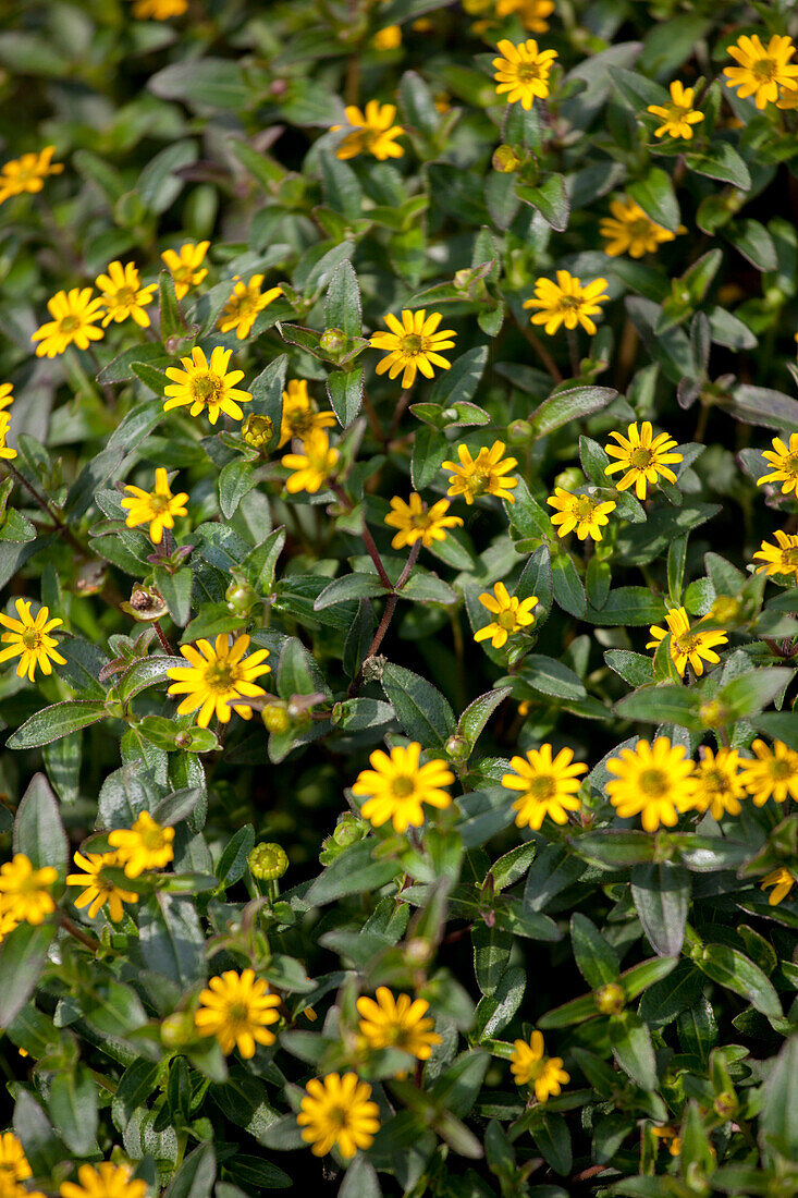 Sanvitalia speciosa 'Yellow Mini'