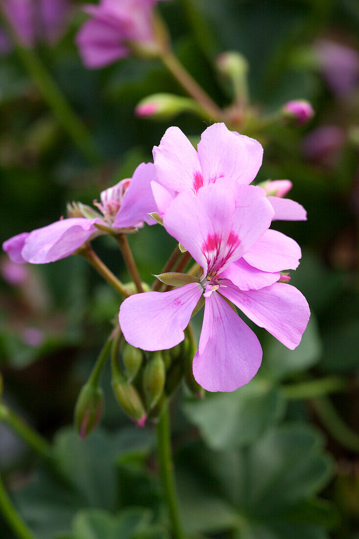 Pelargonium 'Summerpearls'