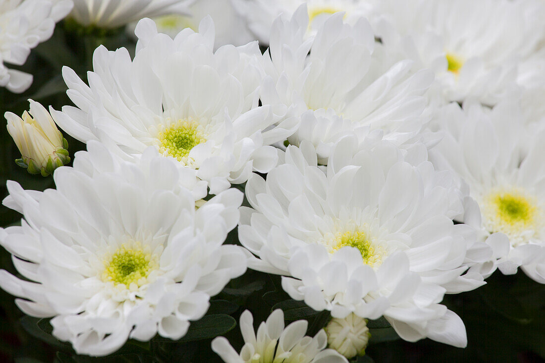 Chrysanthemum x grandiflorum, weiß