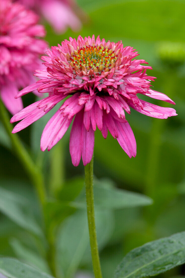 Echinacea purpurea 'Piccolino'