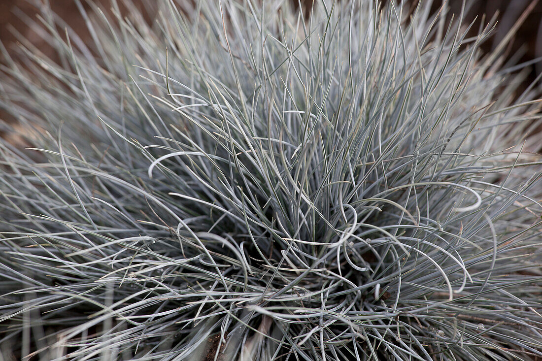 Festuca cinerea 'Eisvogel'