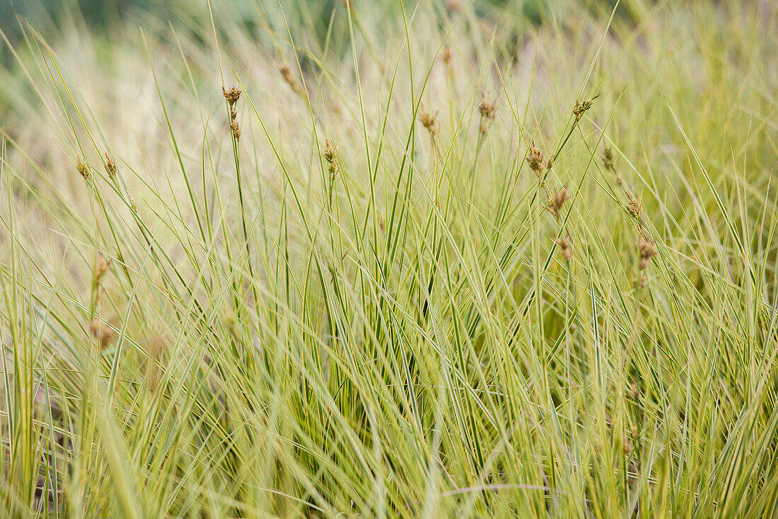 Carex brunnea 'Jenneke