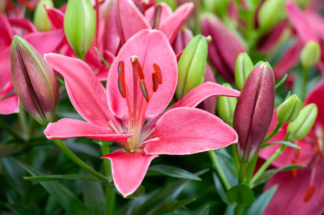 Lilium 'Buzzer'