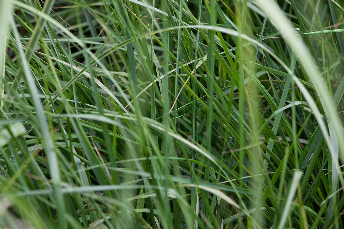 Miscanthus sinensis 'Graziella'