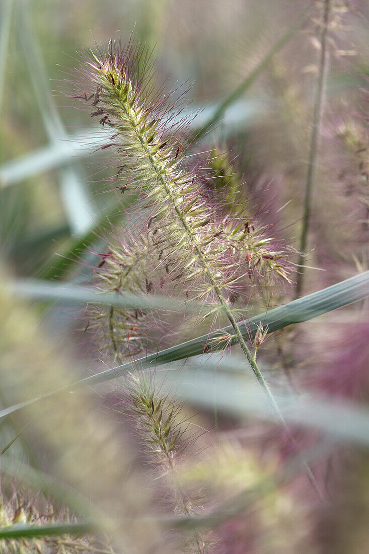 Pennisetum alopecuroides 'Hameln'