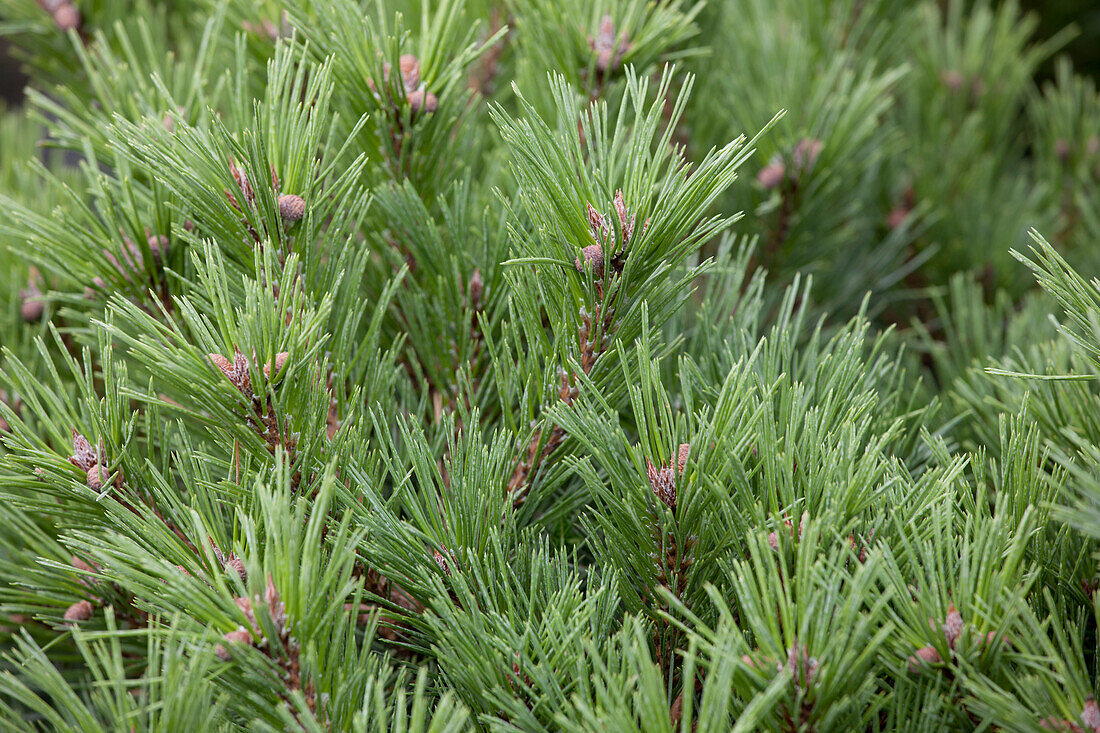 Pinus mugo var. mughus