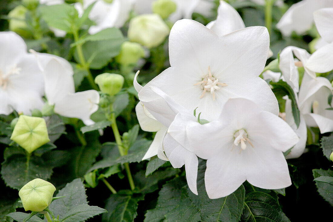 Platycodon grandiflorus, white