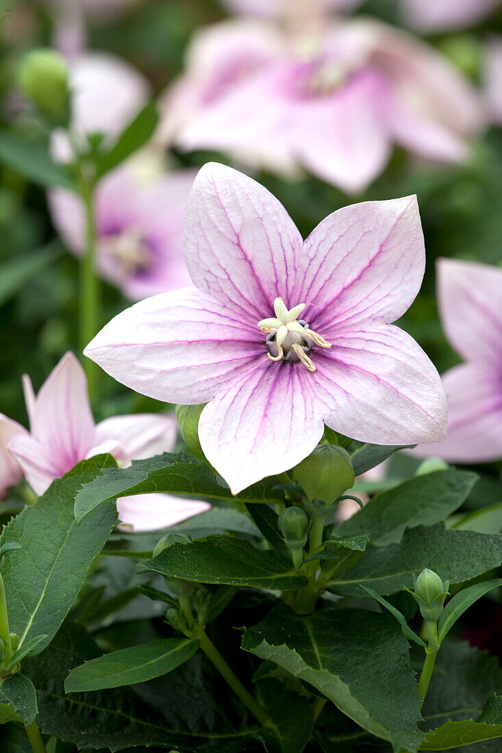 Platycodon grandiflorus, rosa