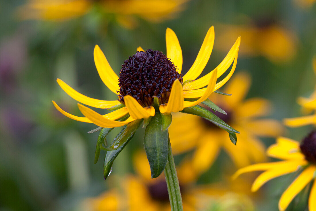 Rudbeckia fulgida var. sullivantii 'Little Goldstar'