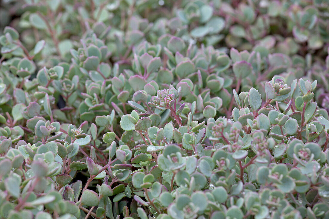 Sedum cauticola 'Lidakense