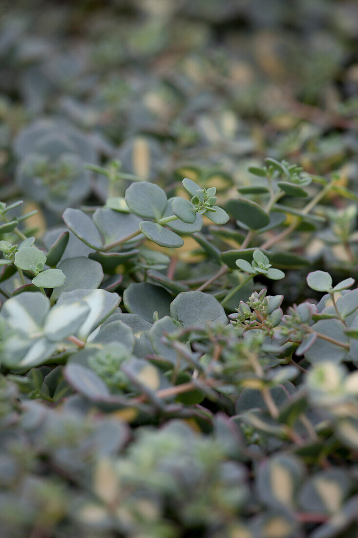 Sedum sieboldii